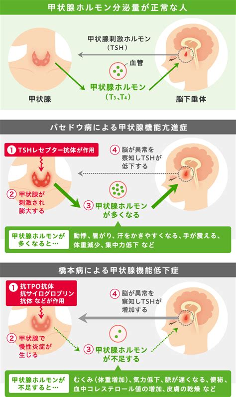 生理作用|甲状腺ホルモン｜内分泌